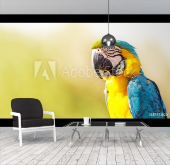 Picture of Blue and Yellow Macaw With Copy Space